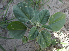 Croton leucophyllus