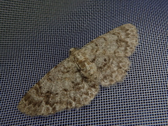 Myrioblephara nanaria