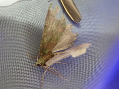 Dindica virescens