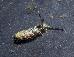 Cerberilla