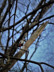 Dendrocopos major