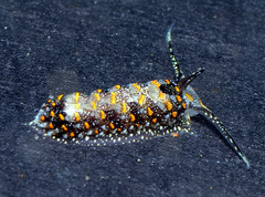 Cerberilla