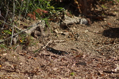 Aspidoscelis lineattissimus