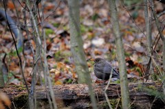 Turdus merula