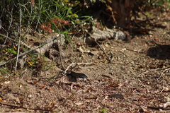 Aspidoscelis lineattissimus