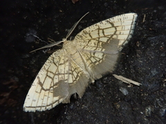 Cabera griseolimbata