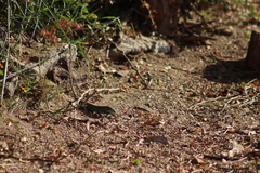 Aspidoscelis lineattissimus
