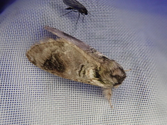 Shachia circumscripta