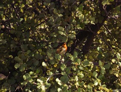 Erithacus rubecula