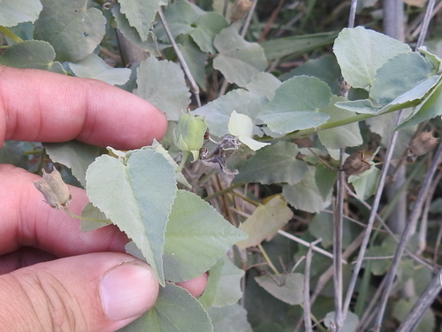 Anglestem Indian mallow (Abutilon trisulcatum)