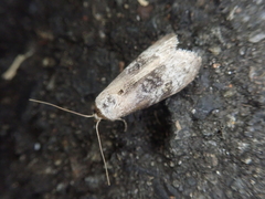 Bryophilina mollicula