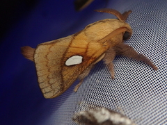 Somadasys brevivenis