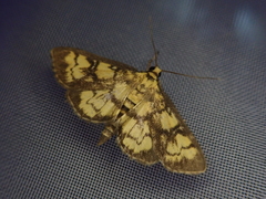 Goniorhynchus exemplaris