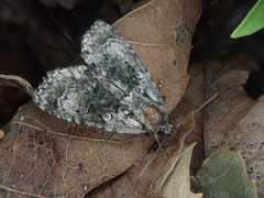 Cranionycta jankowskii