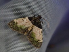 Stericta flavopuncta