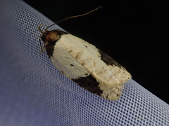 Agonopterix costaemaculella