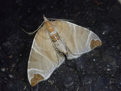 Eulithis ledereri