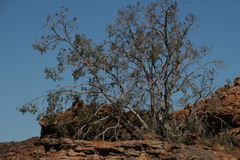 Ficus cordata cordata