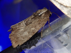 Dipterygina cupreotincta