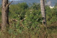 Cleome spinosa