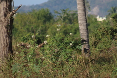 Cleome spinosa