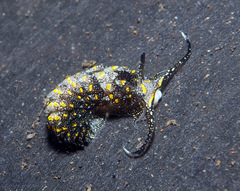 Cerberilla