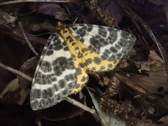 Arichanna melanaria