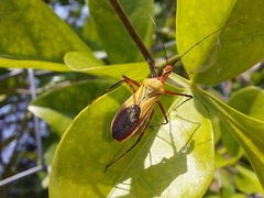 Zelus laticornis