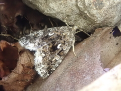 Protodeltote distinguenda