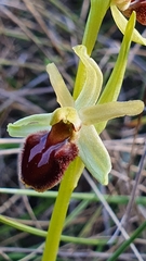 Ophrys sphegodes massiliensis