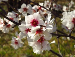 Prunus amygdalus
