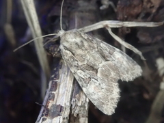 Apamea hampsoni