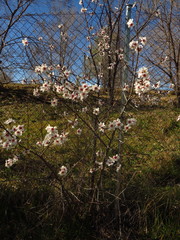Prunus amygdalus