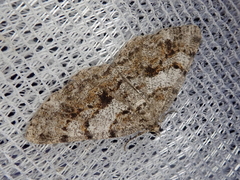 Heterarmia costipunctaria