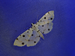 Pycnarmon lactiferalis