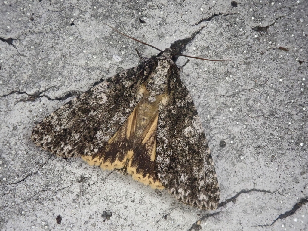 Acronicta catocaloida