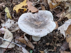 Tricholoma pullum