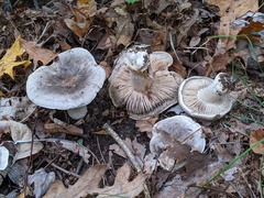 Tricholoma pullum