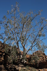 Ficus cordata cordata