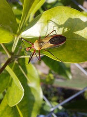 Zelus laticornis