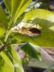 Zelus laticornis