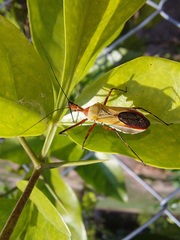 Zelus laticornis