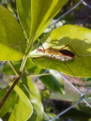 Zelus laticornis