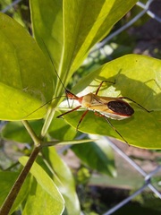 Zelus laticornis