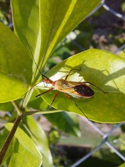 Zelus laticornis