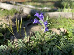 Scutellaria tuberosa