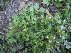 Cardamine hirsuta