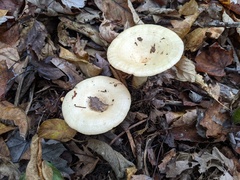 Lactarius yazooensis