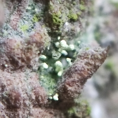 Chaenotheca brachypoda