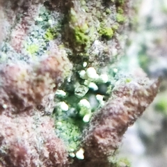 Chaenotheca brachypoda